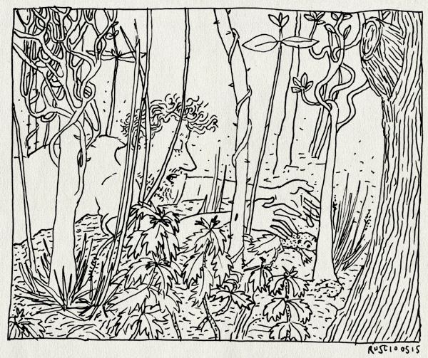 tekening 2907, bos, castricum, kikker, vangen