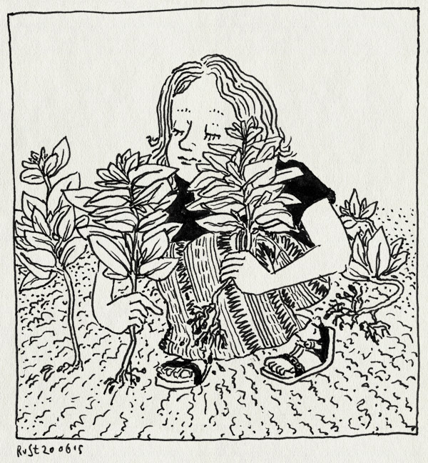 tekening 2948, ah, albert heijn, alwine, castricum, doorgeschoten, marcel, marije, moestuintje, oogst, plukken, spinazie, tuin